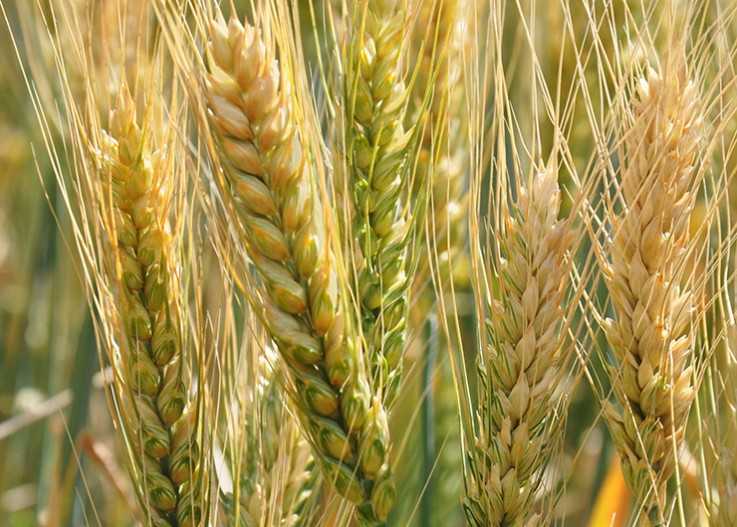 Petrunko triticum - группа, история и особенности