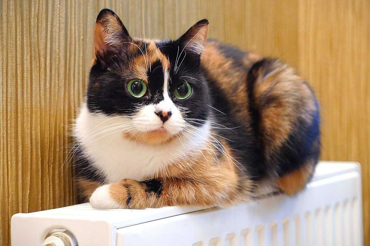 Как зовут кошку сливки шоу » собачки и кошечки